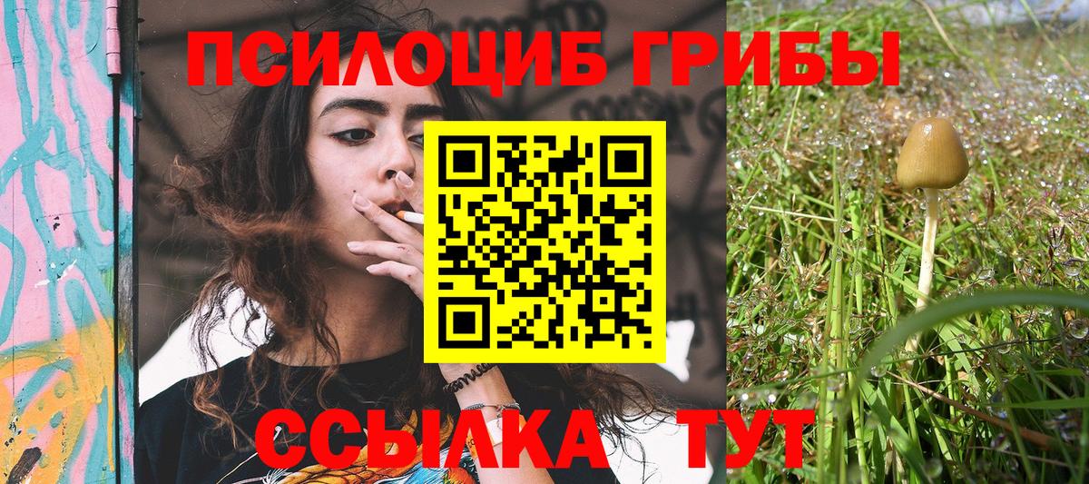 купить   Вход с VPN  Королёв  Псилоцибиновые грибы прущие грибы 